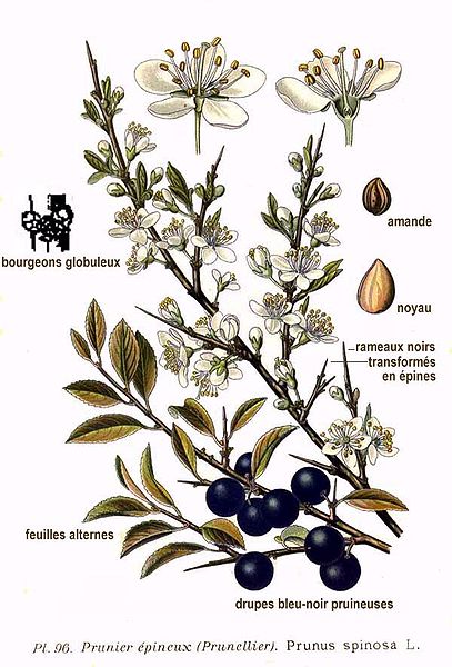 407px-96 Prunus spinosa L